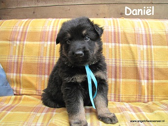 Daniël, Oudduitse Herder pup